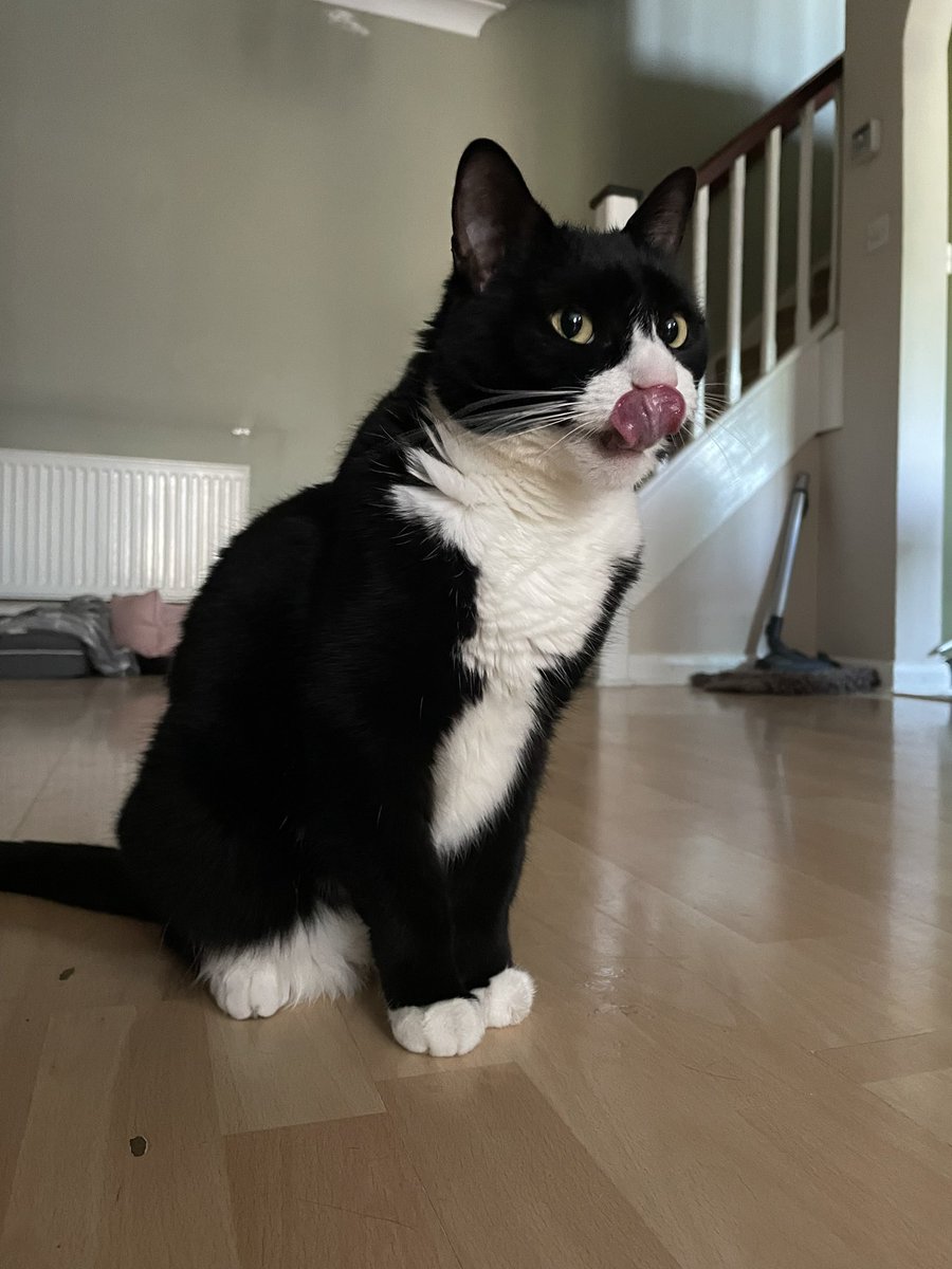 azazellothecat's tweet photo. It's #TongueOutTuesday ๐ #tougueout https://t.co/SyagfNQbJ5