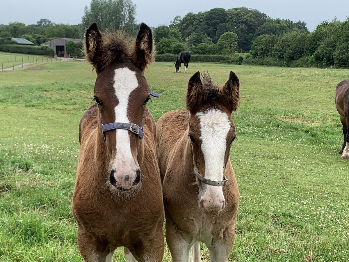Hello Bee and Charlie! #foalwatch #shirefoals #cheshirelife #cotebrookshires