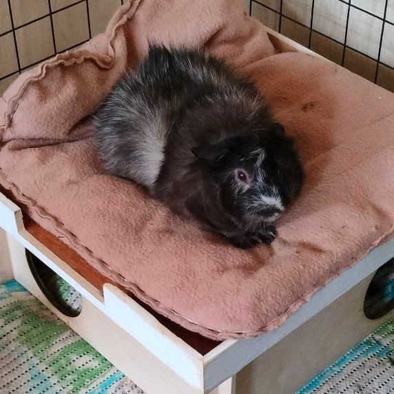 chushka_chepuha's tweet image. Итак, аукцион=)
кому нужен совсем ничейный QA Automation Python с опытом работы 11 месяцев?
стек- pytest/unittest, selenium, allure, git(hub/lab), sql, request
могу в API и WEB автотесты
свиньи на подушечках для привлечения внимания
ретвит приветствуется=)