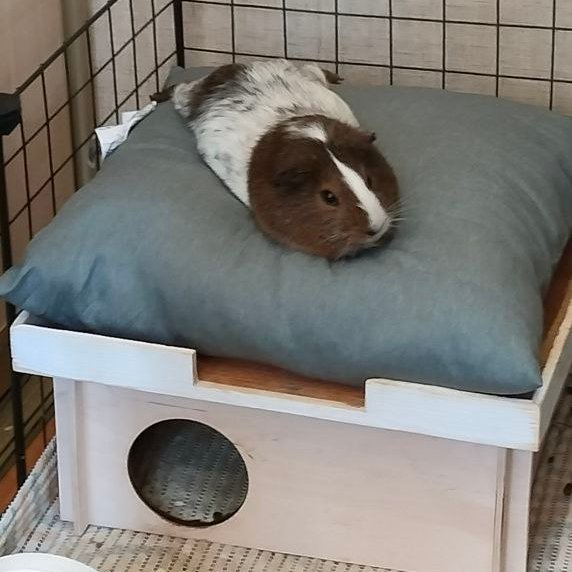 chushka_chepuha's tweet image. Итак, аукцион=)
кому нужен совсем ничейный QA Automation Python с опытом работы 11 месяцев?
стек- pytest/unittest, selenium, allure, git(hub/lab), sql, request
могу в API и WEB автотесты
свиньи на подушечках для привлечения внимания
ретвит приветствуется=)