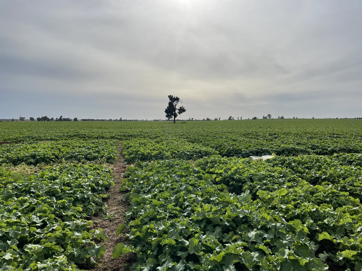 Canola absolutely thriving in this <a href="/HartBrosSeeds/">Hart Bros Seeds</a> trial south of Lockhart thanks to strong lucerne pasture history. Trial is to compare gross margins over three years between variety/risk strategy choice in a rotation e.g high input hybrid vs low input OP. <a href="/Farm_Link/">FarmLink Research</a>