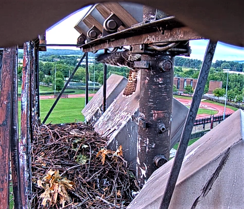 CornellHawks on Twitter "6/27 M2 on the move heads to top of the light box."