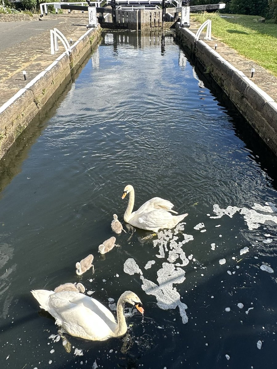 Yorkshire Swan & Wildlife Rescue Hospital tweet media