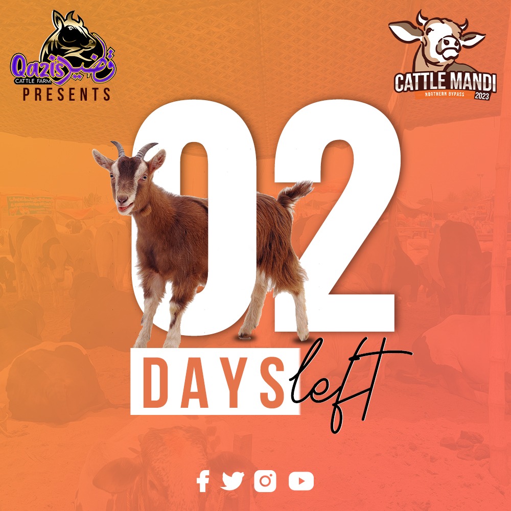 'Counting Down to Cattle Mandi 2023: Only 2 Days Left! 🎉🌙'
.
.
#cattlemandi2023 #qaziscattle #2daysleft #cowlovers #eiduladha2023 #LatestUpdates