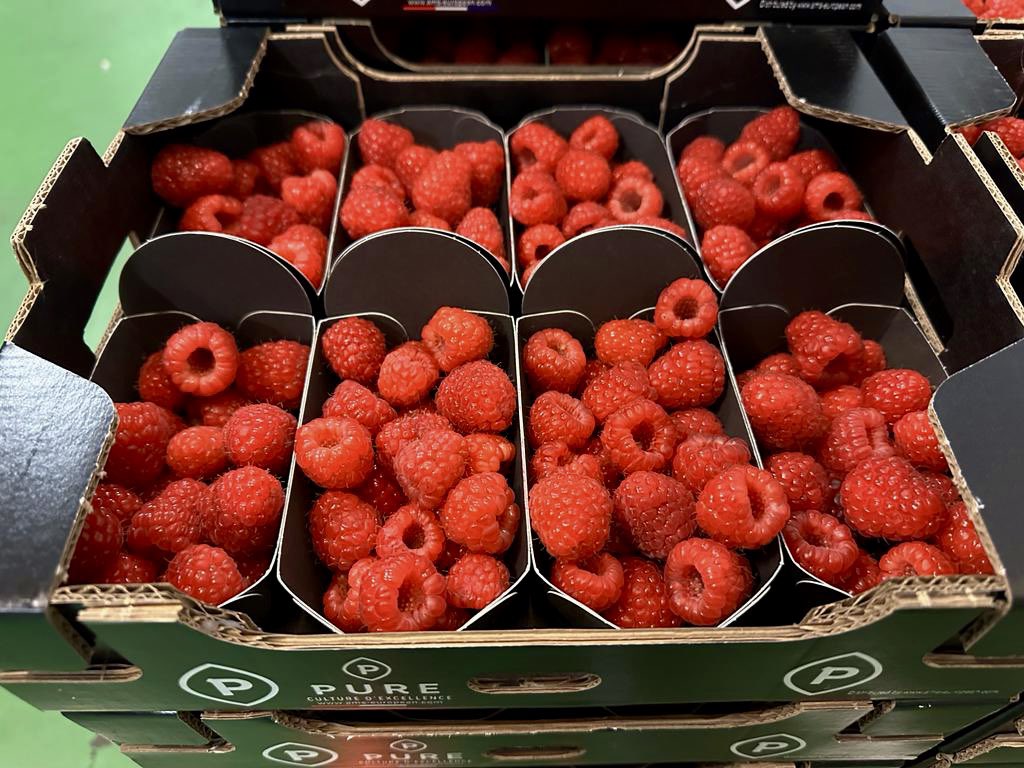 AMSEuropean's tweet photo. La saison des framboises est officiellement ouverte ! 😍☀️ #originebelgique🇧🇪 https://t.co/VBGFjLv1om