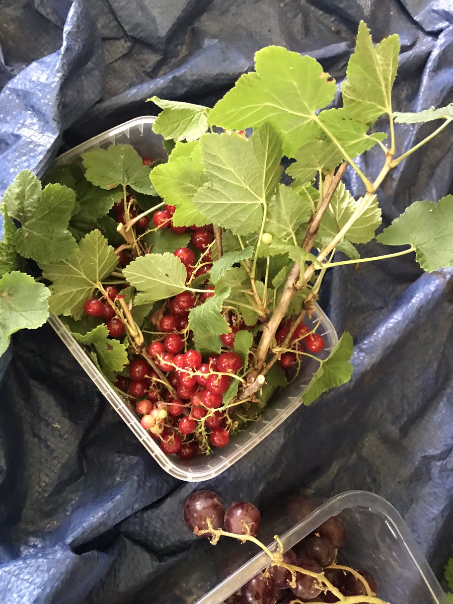 ForestJo21's tweet photo. We thought about the food our outdoor spaces give us &amp; made fruit kebabs with Reception, lots of happy yummy noises! 🍓 https://t.co/v0rRwYi2C3