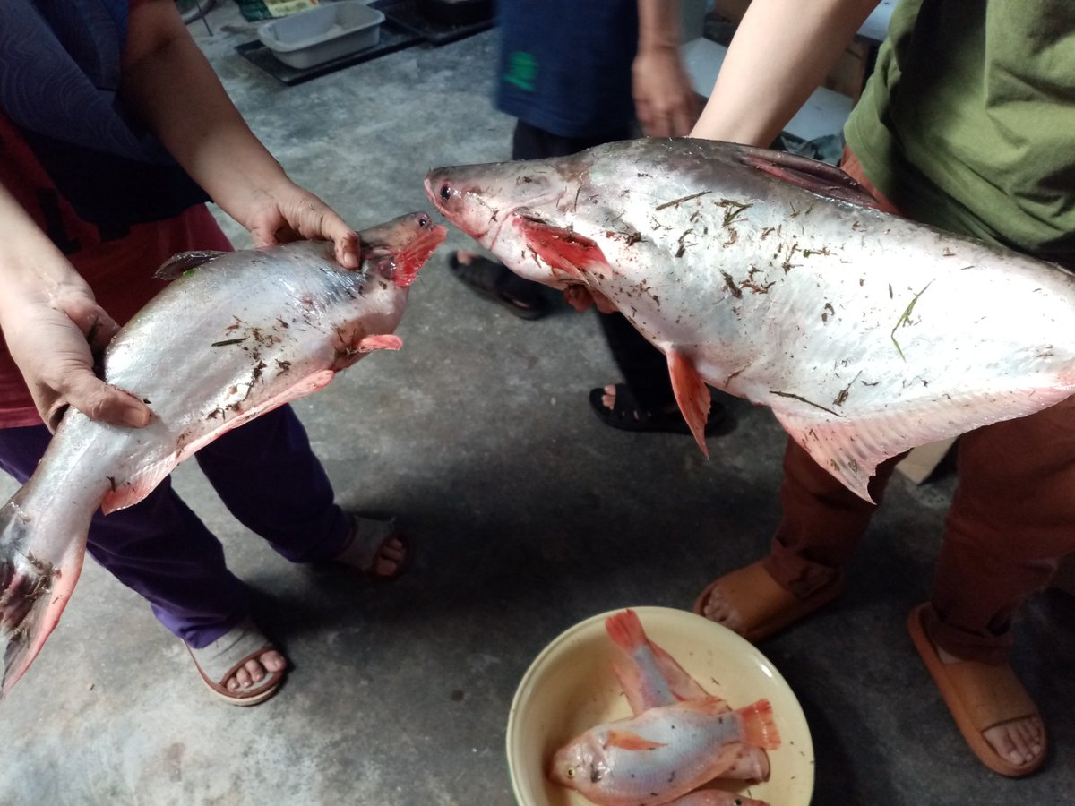 I have never cook fish this big..😋✌️#traxxfm