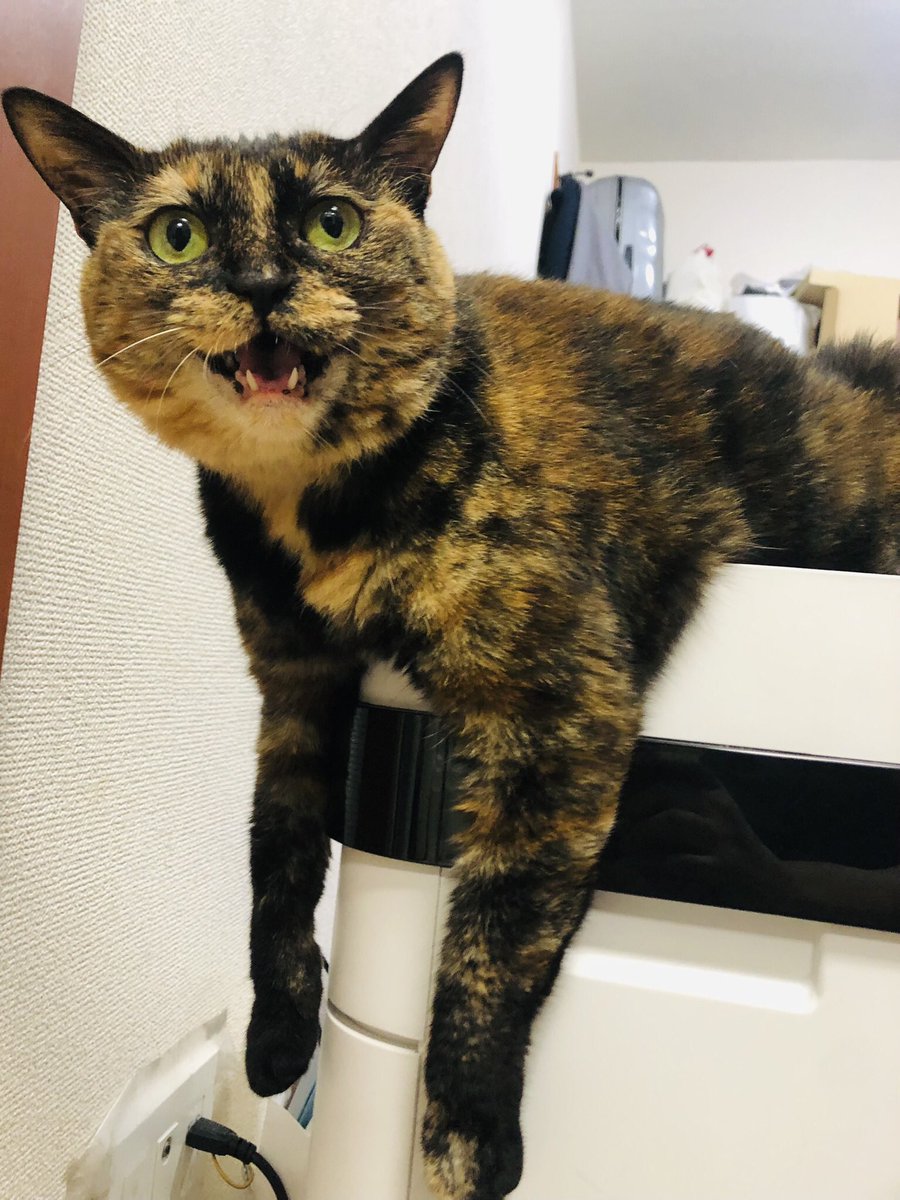 ScottCatCR1's tweet photo. さび猫最高です。

#猫
#猫好きさんと繋がりたい
#サビ猫
#サビ猫はいいぞ
#サビ猫の魅力
#サビ猫の輪 https://t.co/X6pcC1p1qI