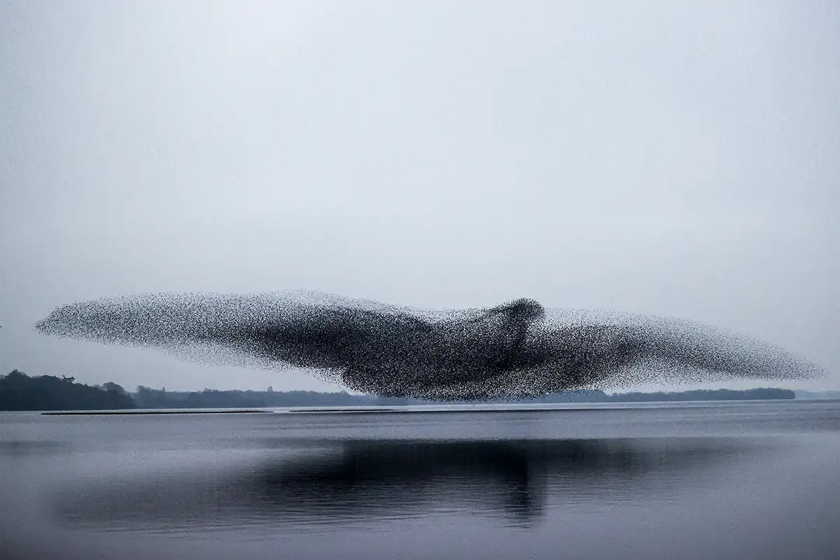 This stunning picture shows a flock of starlings forming the shape of a giant bird as they fly in formation over a lake in Ireland.

📸 by James Crombie

#VanguardPhotoUK #Birding #BirdPhotography