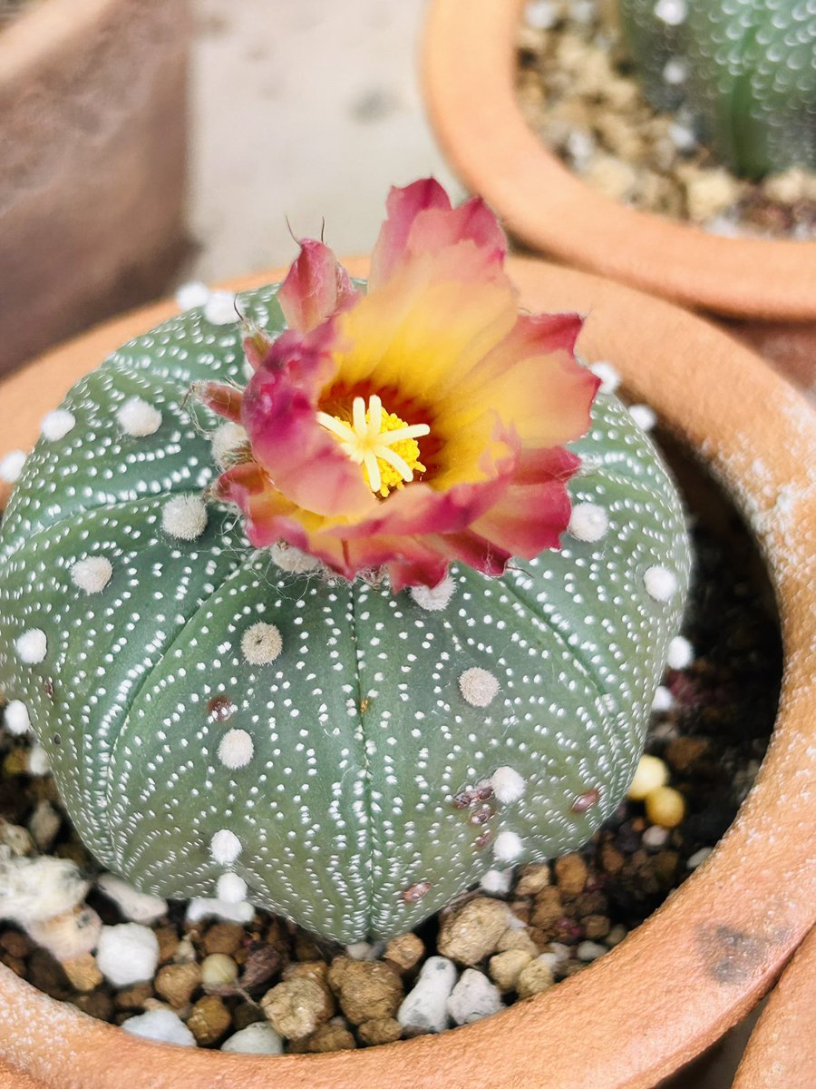 ChananpatB's tweet photo. #cactus 🌵🌸 https://t.co/hS2ubYjxDQ