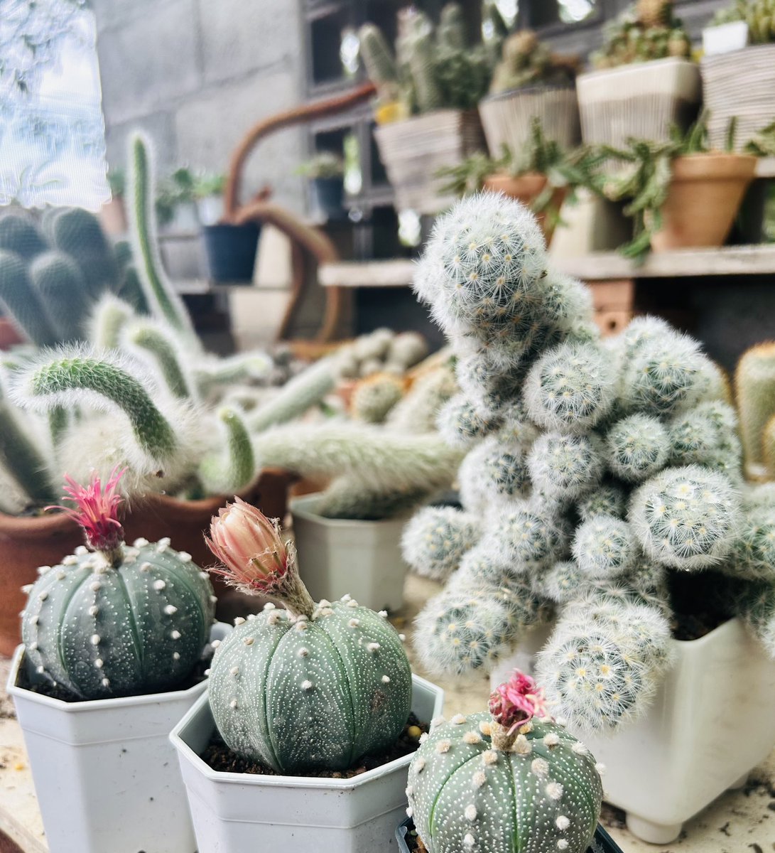 ChananpatB's tweet photo. #cactus 🌵🌸 https://t.co/hS2ubYjxDQ