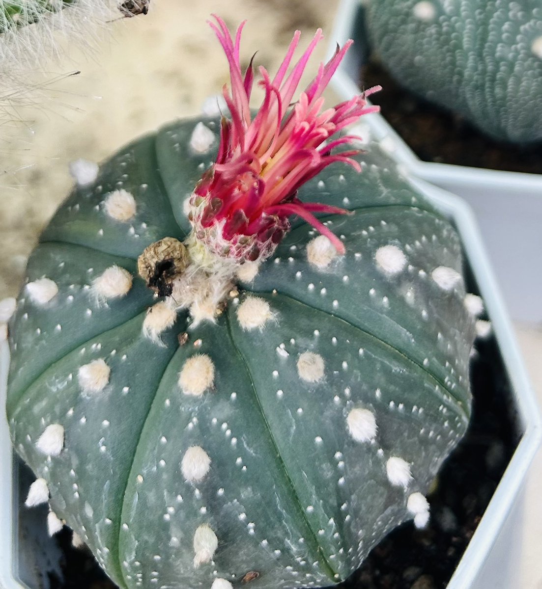 ChananpatB's tweet photo. #cactus 🌵🌸 https://t.co/hS2ubYjxDQ