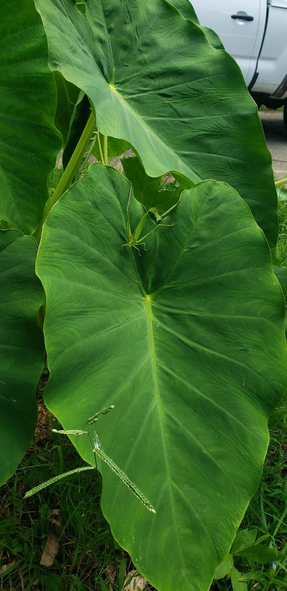 MuscadineMarlon's tweet image. Good morning! #elephantEar