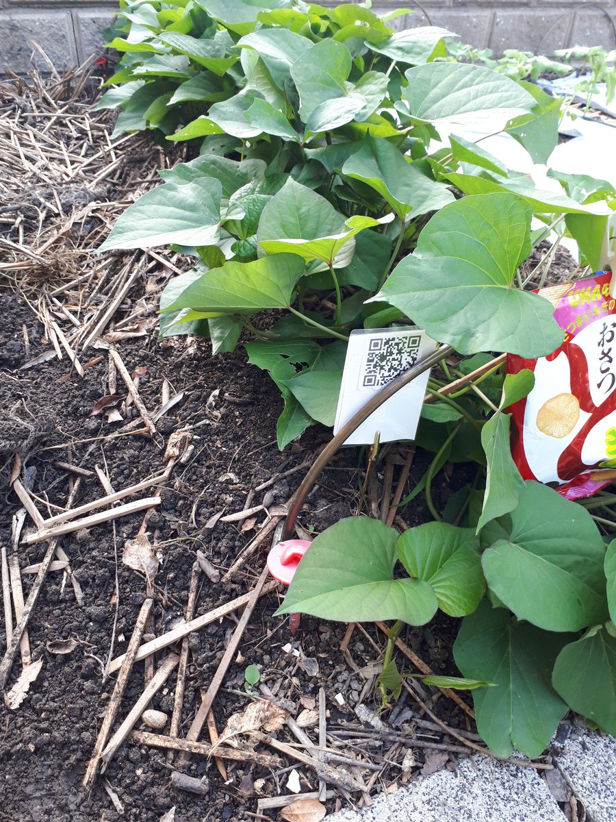 Sweet potato 🍠 seedlings (ᐛ👐)!! It looks like just a leaf, so I tried to display it.🤭
(In Japanese) さつまいも🍠の苗。
ただの葉っぱに見えそうで、表示付けてみたよ。
#家庭菜園 #スマート農業