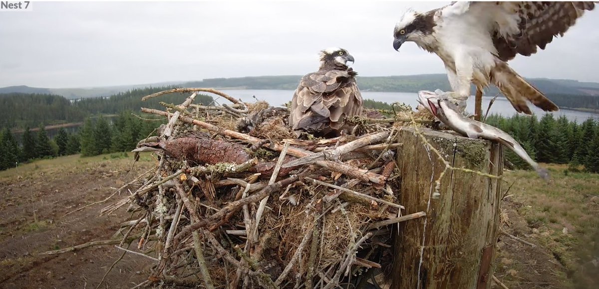 HUGE news! You can now livestream the intimate moments of a Kielder Osprey pair raising their chicks 🦅 A livecam on Nest 7 has been made available by Kielder Osprey Project partners, to spy on these spectacular birds of prey. 🎥 Watch at youtube.com/watch?v=ON4nW4… 📸 Screenshot