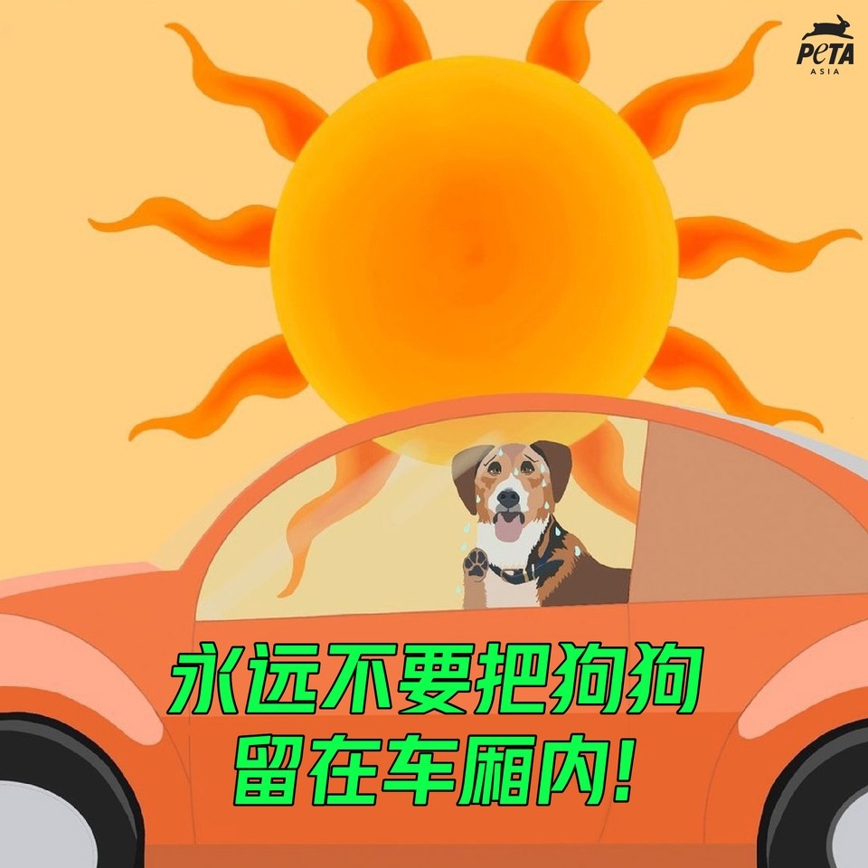 PETAAsiaZH's tweet photo. 在炎热的天气里，仅仅几分钟的时间，被留在车厢内的狗狗就会因过高的温度而死去💔⁠
⁠
请谨记——不要把狗狗留在车厢内🚗🌡🐶

#炎夏 #动物小贴士 #领养代替购买 #HotCarsKill #HotWeather #Summer #AnimalTips https://t.co/CyFTaHceAL
