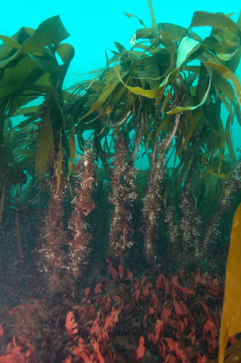@DASSH have an incredible amount of data archived showing the kelp forests around our coasts, one of our most biodiverse and productive ecosystems which unfortunately may be affected by events such as marine heatwaves. Access or submit data to us at buff.ly/3kSEnSe #Data