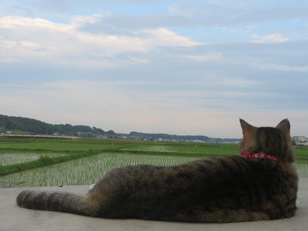 夕涼み🍀