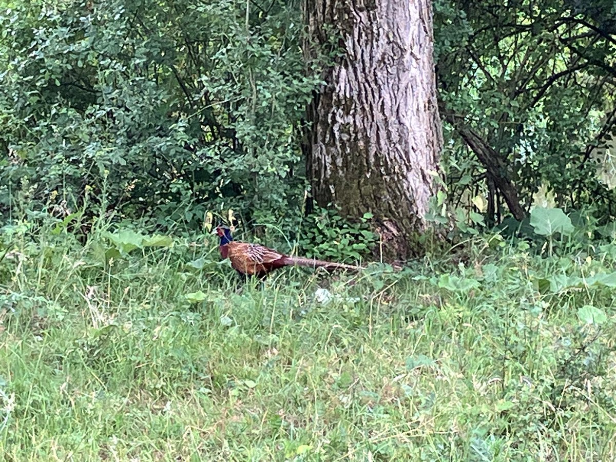 witblok's tweet image. Hardlopen Buytenpark. Voor een klein rondje een mooi stukje Zoetermeer.