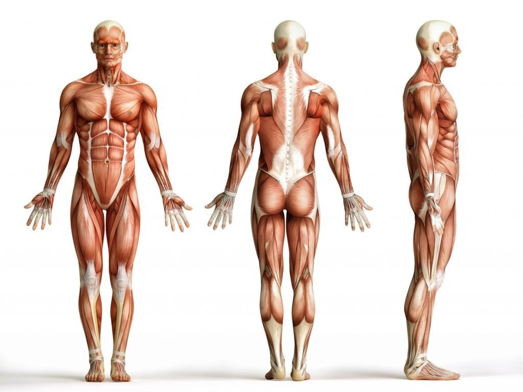 [RDV 16h !] Muscles : du 1er au 7 juin 2023 se tenaient les 1ères assises du muscle. Qu'est-ce qu’un muscle ? Quelles sont les maladies associées possibles ? Pourquoi est-ce un enjeu de santé publique majeur ? bit.ly/435bPZc avec Martine Duclos & France Piétri-Rouxel