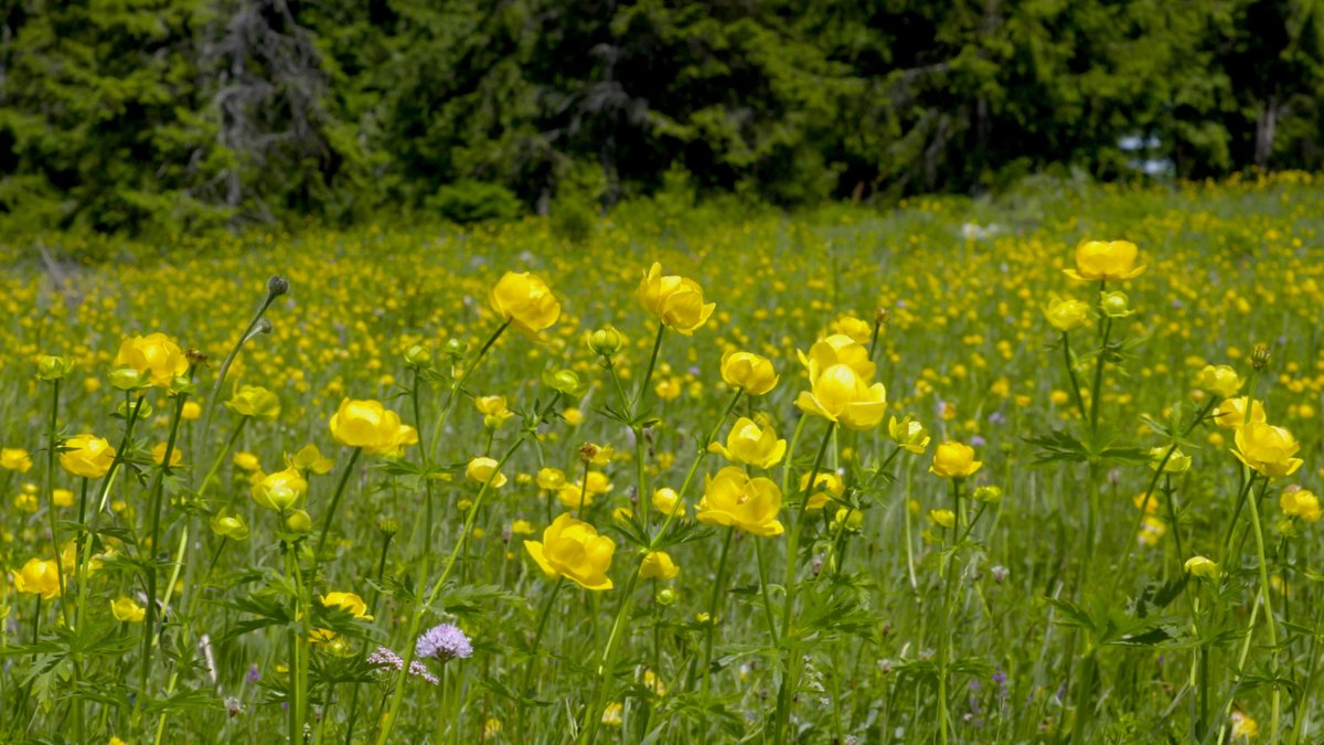 bluefrog_film's tweet photo. #Globeflower (Trollius europaeus) #meadow in the Western Carpathians of Romania. https://t.co/GNTRkces6w
