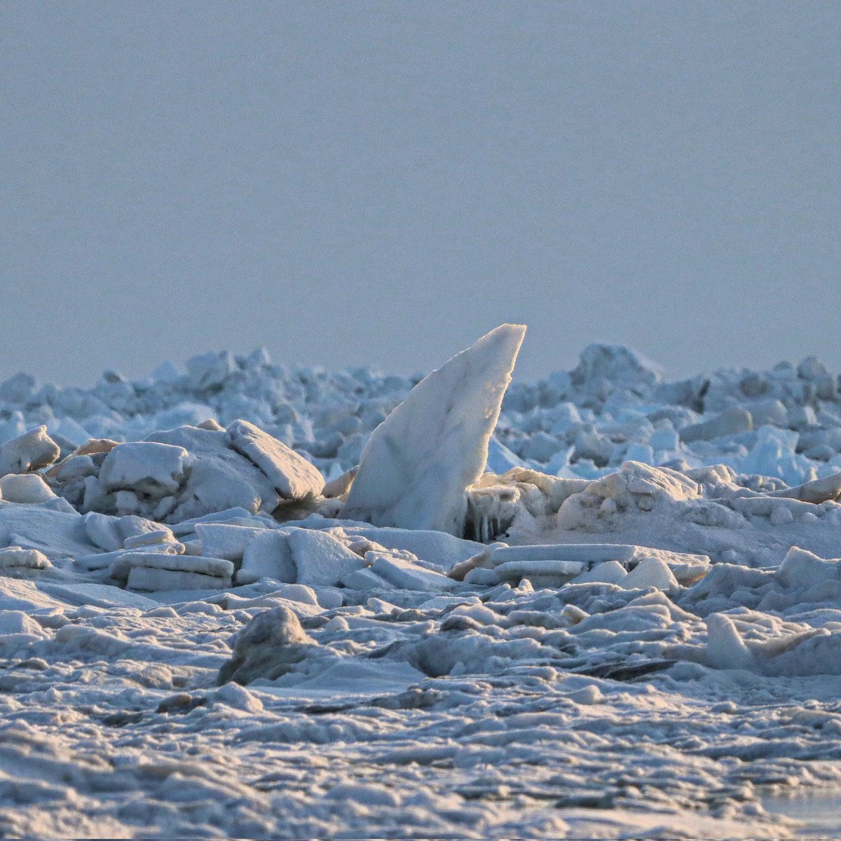 No swimming! #ice #seaice #ocean #sea #arctic #arcticocean #blue #white #coolcolors #north #alaska