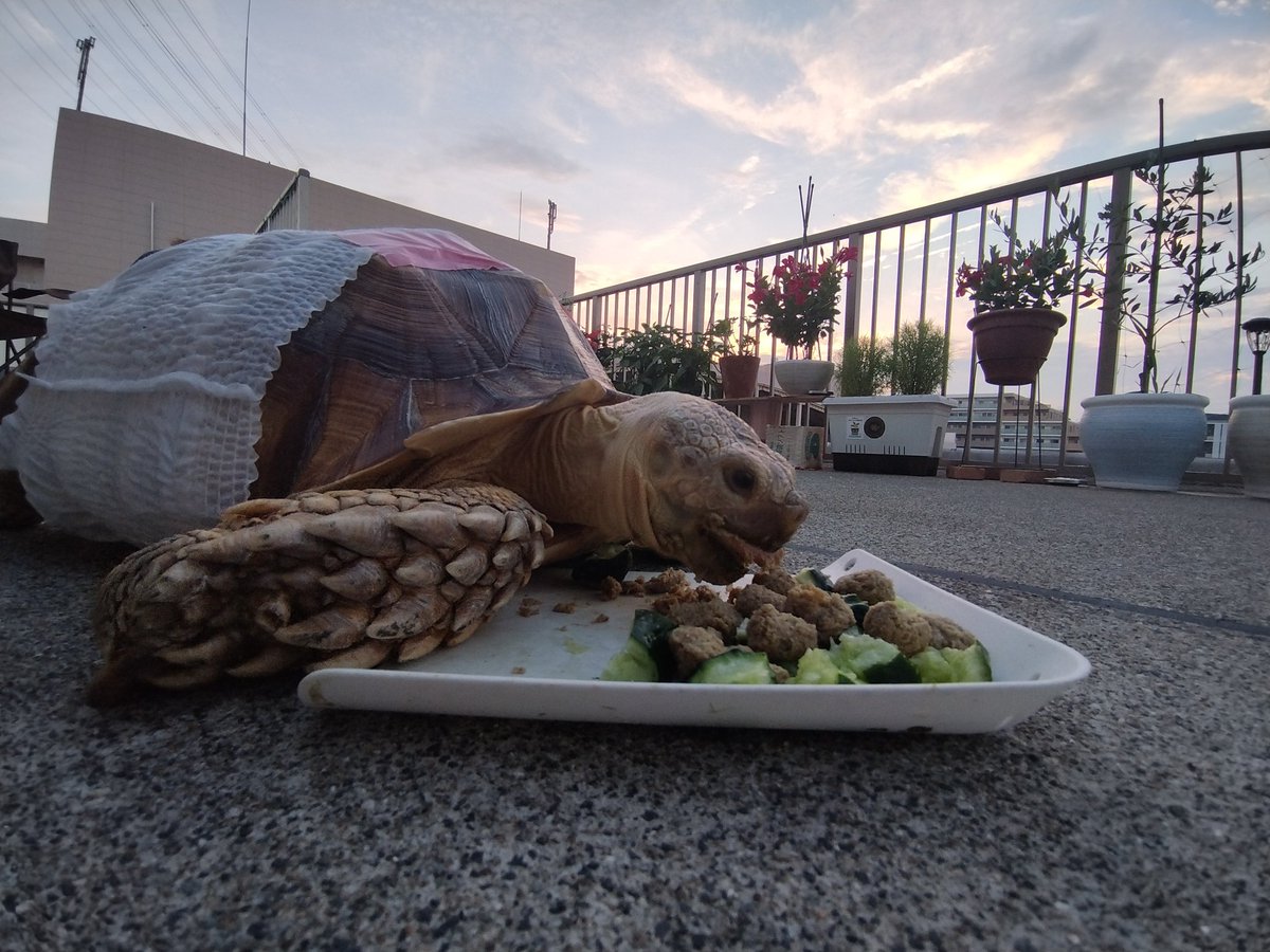 ベランダディナー🐢まるこ🐢