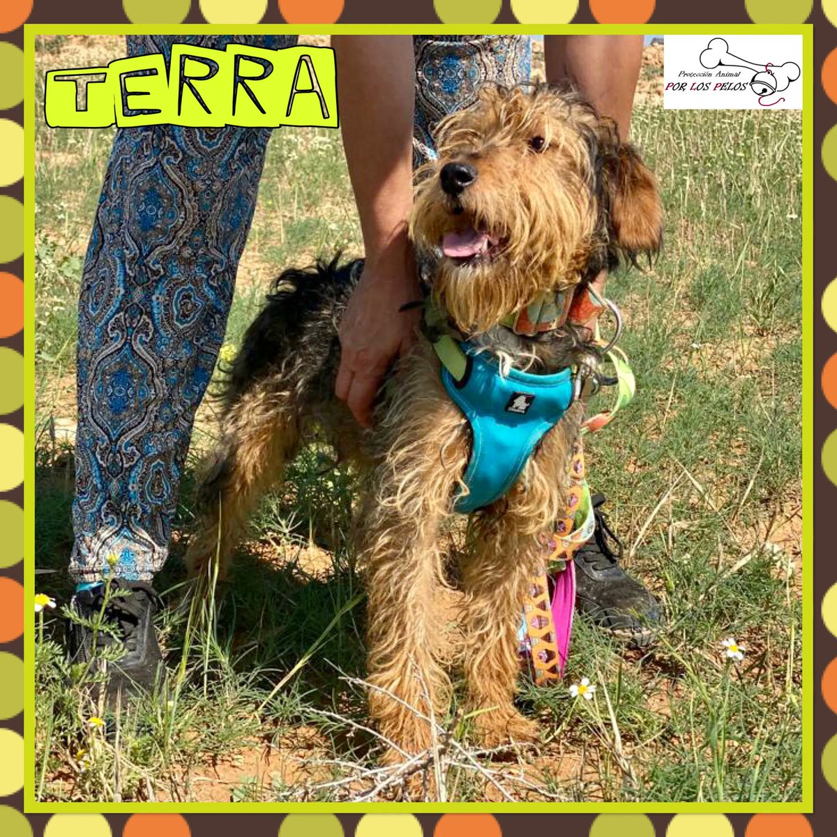 PerreraToledo's tweet photo. 🐶TERRA🐶  preciosa #cachorra #foxterrier 10 meses busca hogar después de ser abandonada en la perrera por su propia familia. Se han cansado de ella y a la calle, está desesperada por el encierro. 👉https://t.co/29dQ6imCwo https://t.co/frDvr1JSHl