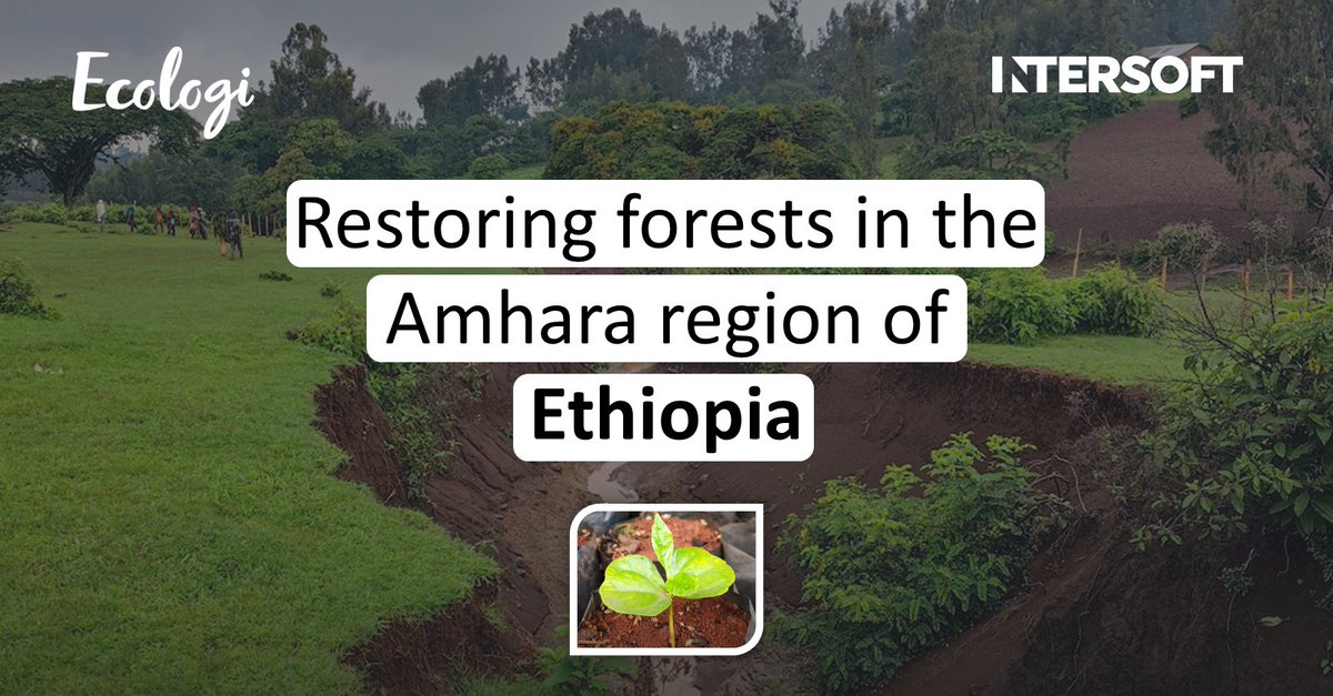 By planting trees, Intersoft fund important environmental projects all over the world 🌍

Read more about the restoration project in Ethopia here: hubs.la/Q01V1zHt0

Check out our growing forest: hubs.la/Q01V1DZ30

#ForestRestoration #Sustainability #CarbonNeutral