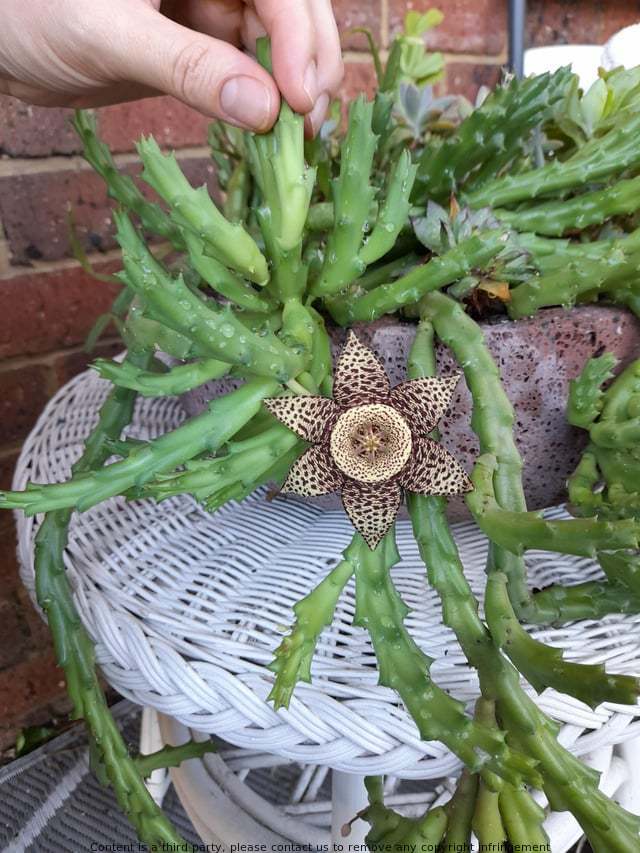 BYERS109663's tweet photo. Do any of you know the name of this plant? We've had it for years, and it's sprouted some of the most unusual and beautiful flowers. https://t.co/tu2cFcp5GL