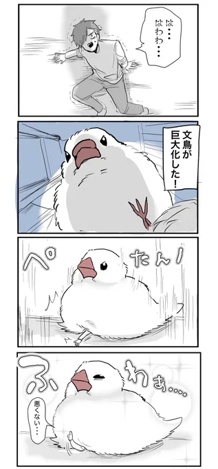 文鳥プレス #文鳥