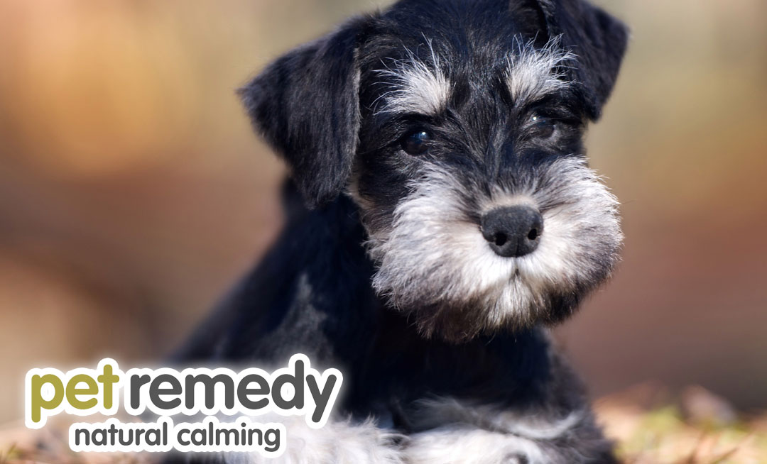Understanding and Managing Stress in Dogs: Dogs, being highly social creatures, are susceptible to stress just like humans - read our latest blog petremedy.co.uk/understanding-… #petremedy #dogsoftwitter #dogstress #doganxiety