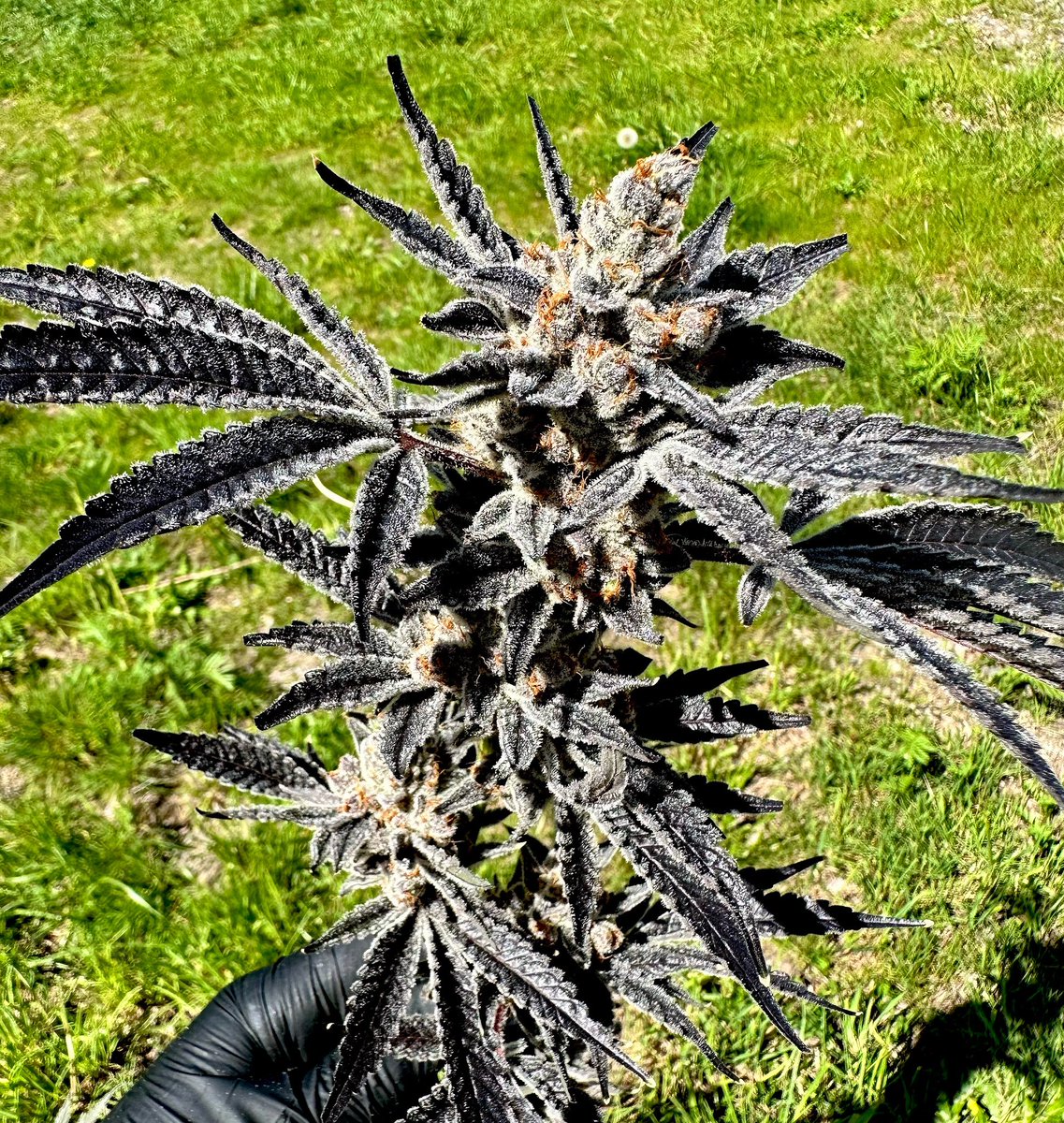 Exoticgenetix tweet media