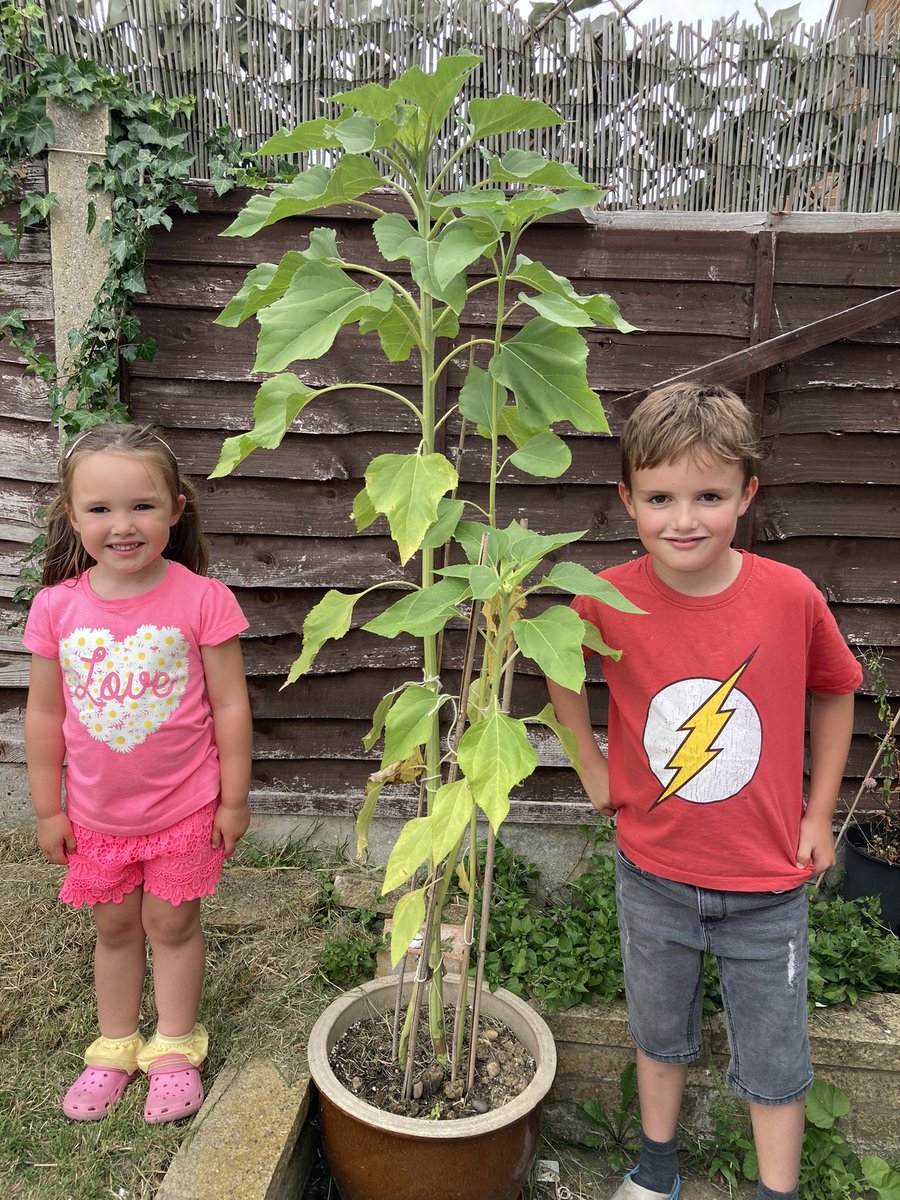Smallest child, biggest sunflower. Penelope and James <a href="/HogarthPS/">Hogarth Primary School</a>