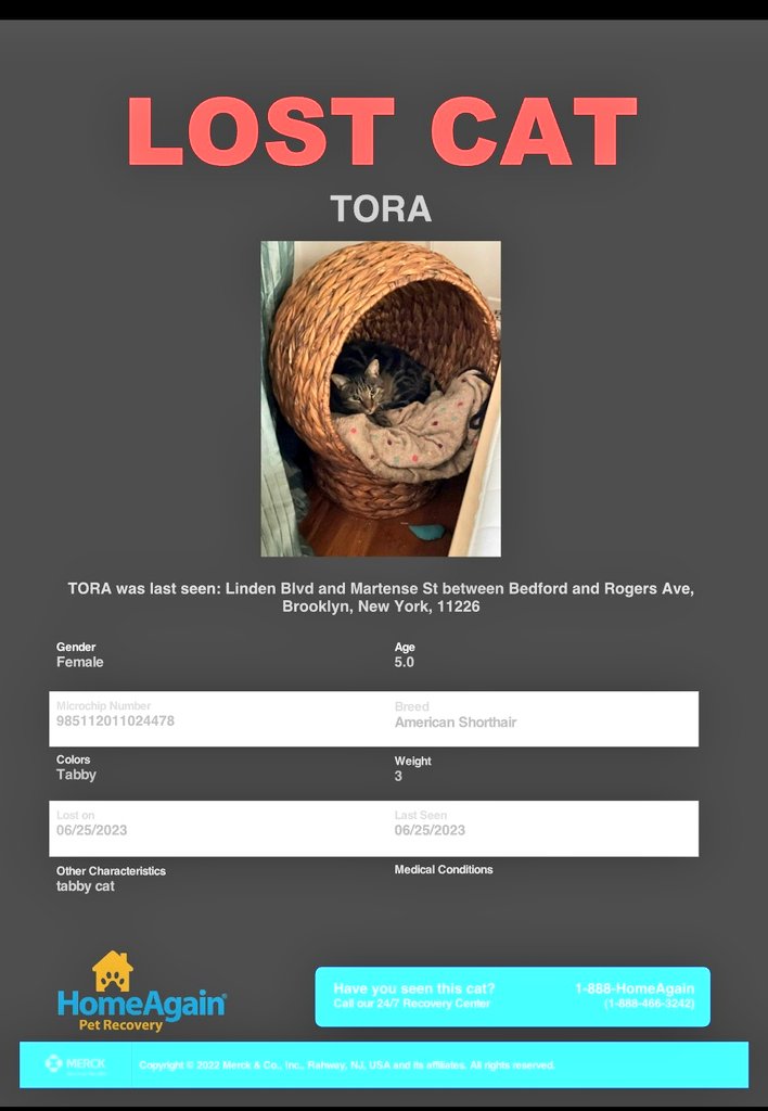 📢🇺🇸🗽🆘️😿Please RT to find Tora #NYC #missingcat #lostcat #Brooklyn 
#CatsOfTwitter 🐈