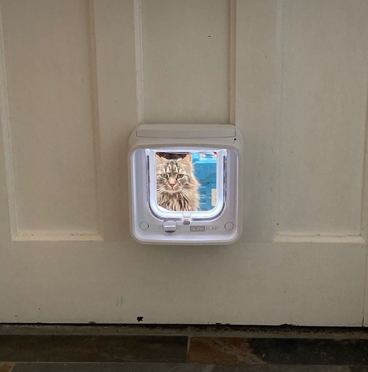 WindowAnimals's tweet photo. https://t.co/ySW82VEFSJ
