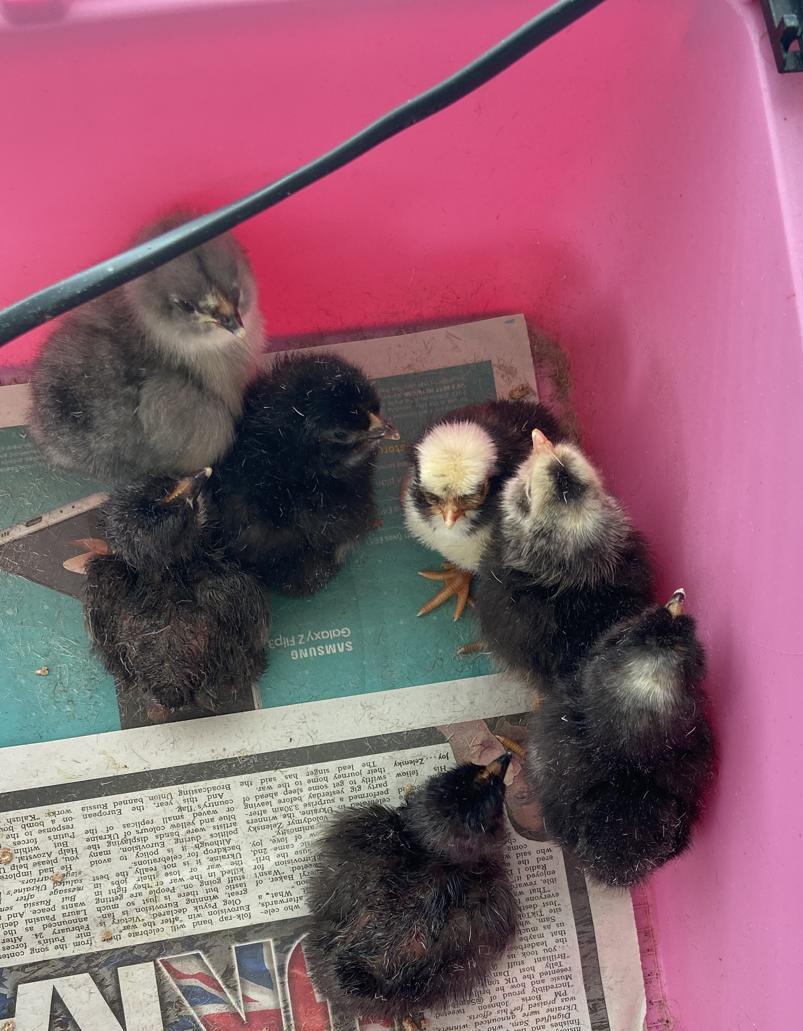 Tweeter update... and then there were 7!!! Tweet, tweet!!
<a href="/RPAEYFS/">RPA EYFS</a> <a href="/EarlyYearsGAT/">Early Years GAT</a> <a href="/GreenwoodAcad/">Greenwood Academies Trust</a>