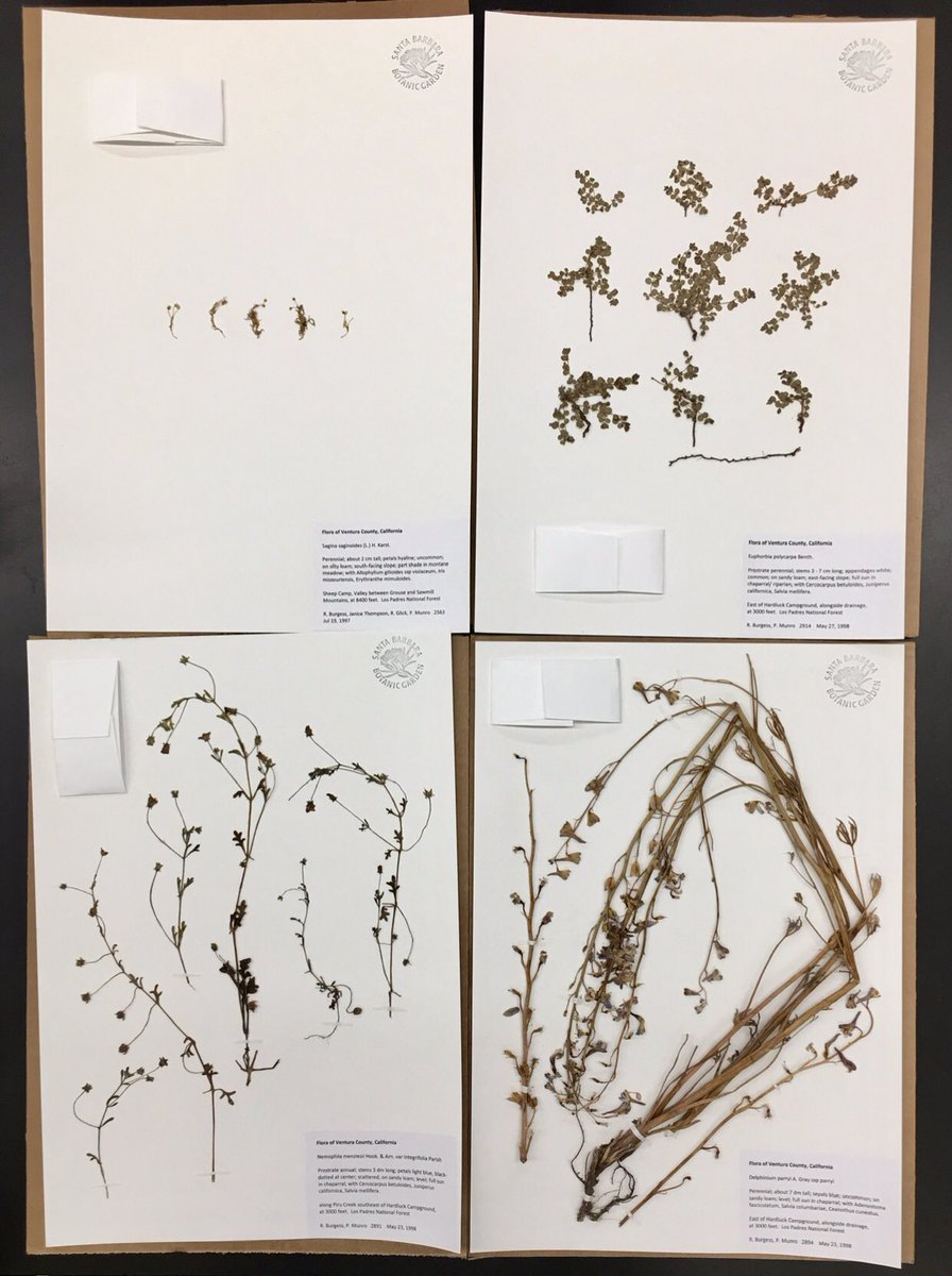 Tiny to robust plant specimens I mounted for the @sbbotanicgarden The small Sagina were clumped together into a stack that resembled a pile of lint. #herbarium #volunteer #botanicgarden