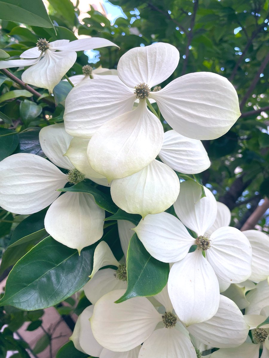 zb62SMGYgJCLcQs's tweet photo. 6／28（水）
·͜·♡皆様
毎日ありがとうございます💐

蝉の声が聴こえはじめました～早😳
♬♪
𓂃🌿𓏲𓂅𓂅𖤣𖥧𖡼.𖤣𖥧
自然の流れで
四季を感じる風情なり𖡼.𖤣𖥧𖡼.𖤣𖥧𓂃🌿𓈒𓏸

ハナミズキ?ヤマボウシ?まだ咲いてる場所発見
🤍綺麗な真っ白花びらですね𓂃 𓈒𓏸🤍

 #水曜日は小休止一息つきましょ🩵 https://t.co/PQnd1ZkrPc