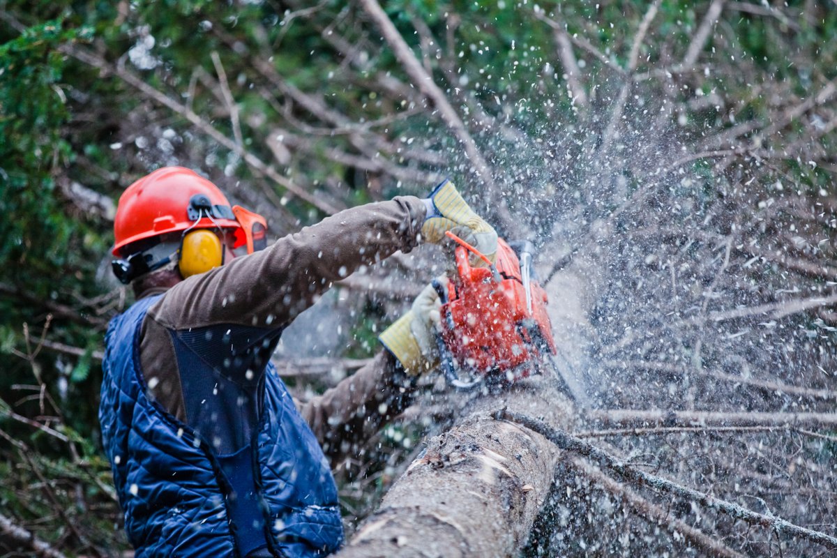 RayTheTreeGuy's tweet image. Ray The Tree Guy offers competitive pricing for tree services and is courteous to our customers. Request a quote by calling (860) 206-3851. 
 
#TreeService #TreeConsulting bit.ly/3TQO2bV