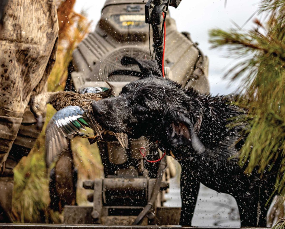 Project_Upland's tweet image. Flagship Retrievers | Roasted Chukar - mailchi.mp/b56948d98850/d…