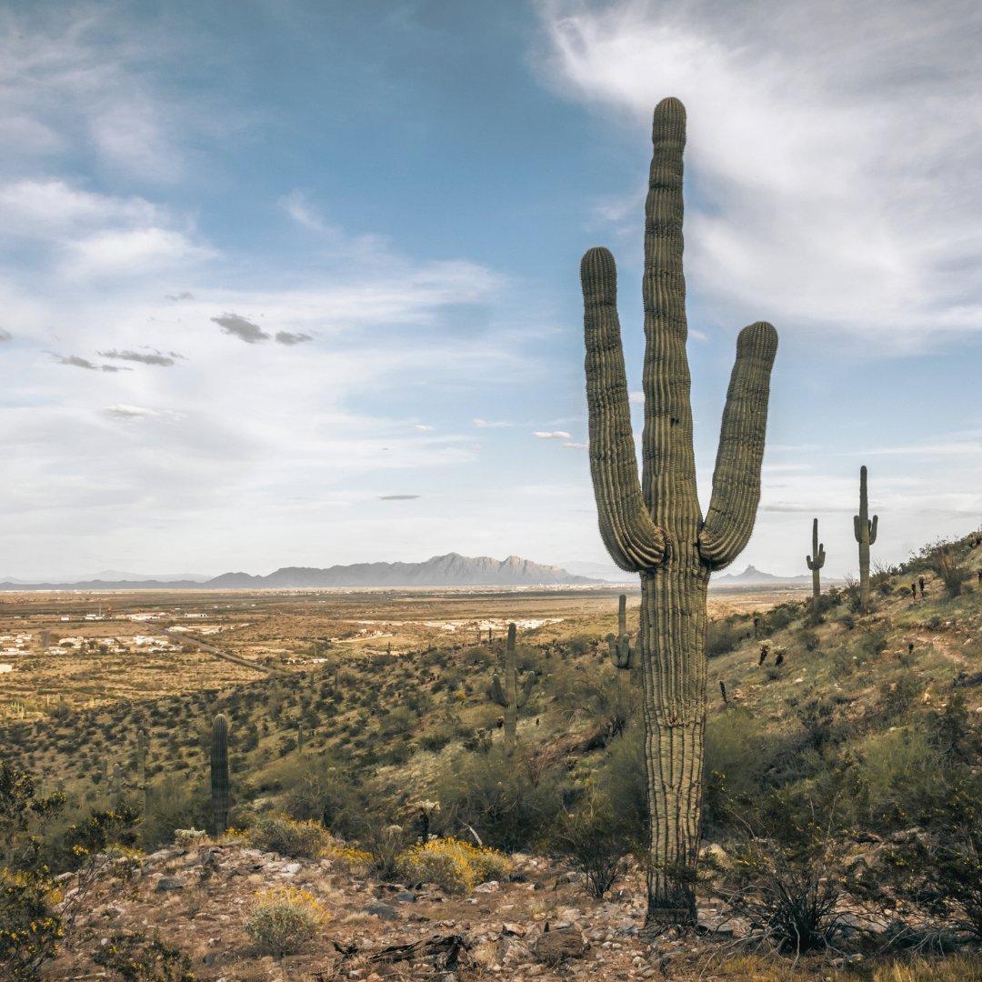 Greater Phoenix Economic Council tweet media