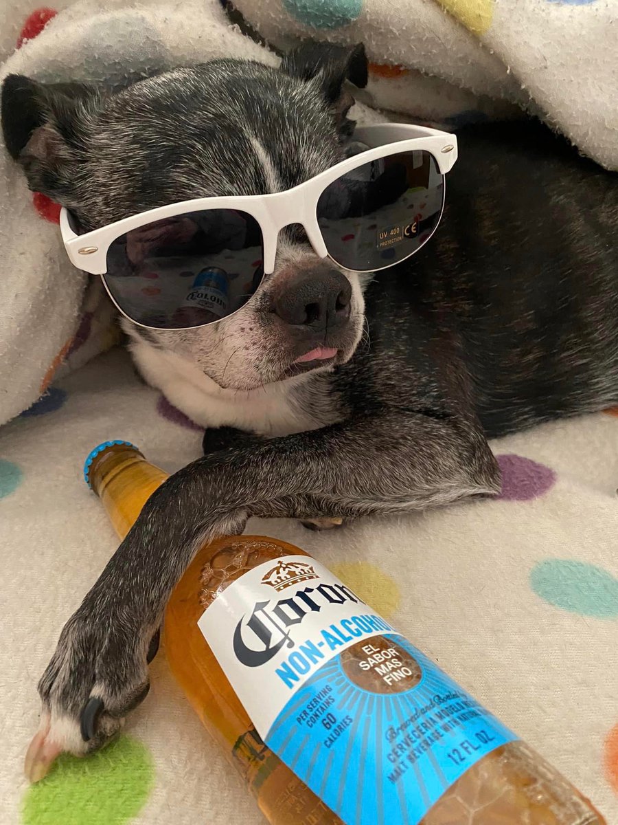 Pawesome_BTBros's tweet photo. What shades will youse be rocking on #NationalSunglassesDay 🕶️😎? Wees thinks wees look pretty chill, and wees even gived youse a lil bloop for #TongueOutTuesday! Have a great day!
@ScribblePug #dogsoftwitter #dogsinglasses #Sunglasses #madeintheshade #scribblepugtot https://t.co/LzBI8W642C