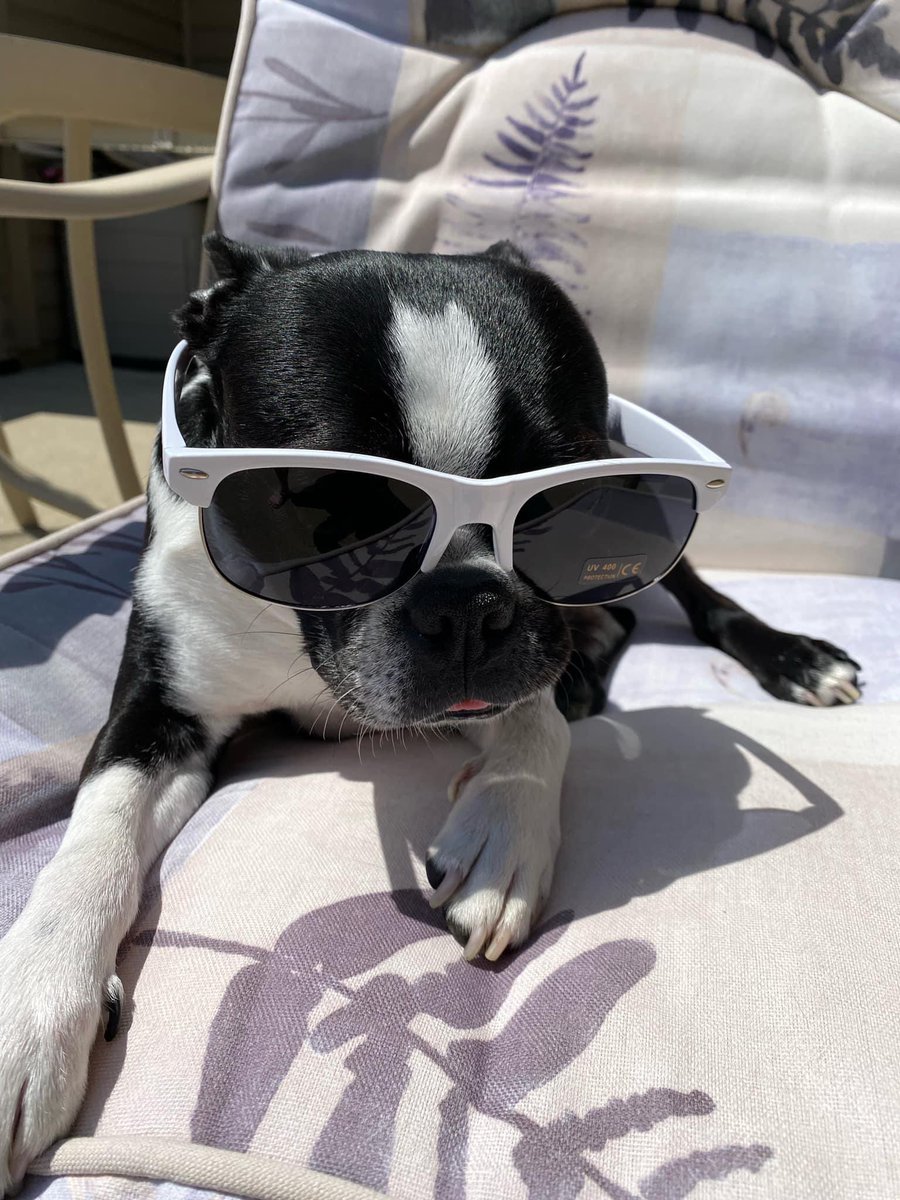 Pawesome_BTBros's tweet photo. What shades will youse be rocking on #NationalSunglassesDay 🕶️😎? Wees thinks wees look pretty chill, and wees even gived youse a lil bloop for #TongueOutTuesday! Have a great day!
@ScribblePug #dogsoftwitter #dogsinglasses #Sunglasses #madeintheshade #scribblepugtot https://t.co/LzBI8W642C