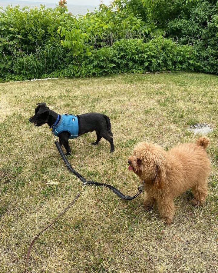 Small dog daycare walks, these cuties are so good! ❤️
.
.
.
#doglover #dogdaycare #dogdays #dogdaysofsummer #dogdays #westislandcommunity #mtldogs #mtldogs #dogclass #summer2023 #positivereinforcement #dogtrainer #sciencebaseddogtraining #dogtraining #canineeducation #cutedog