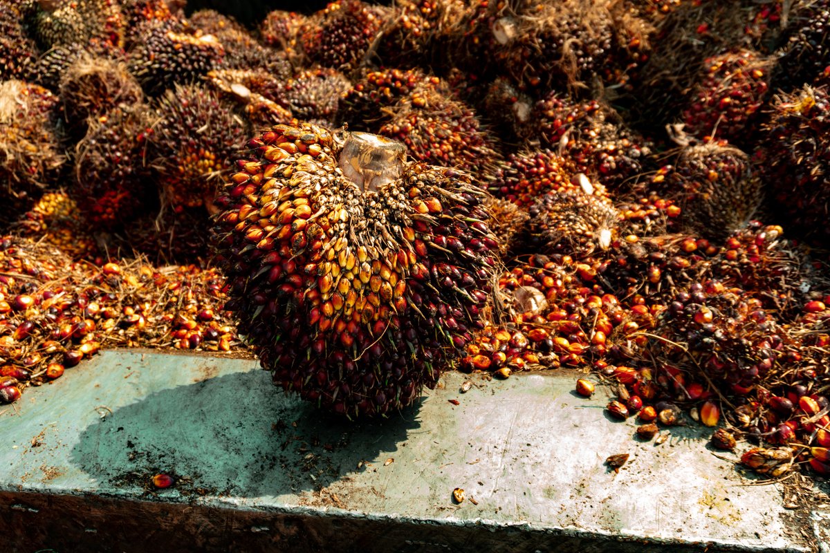 AceitesSa's tweet photo. La palma africana nos regala su fruto dorado, el aceite de palma, que es utilizado en una amplia gama de productos, desde alimentos hasta cosméticos. Pero, ¿qué tal si te contamos que el híbrido OXG está diseñado para maximizar la producción y minimizar el impacto ambiental? 🌱 https://t.co/px7JXAmMPx