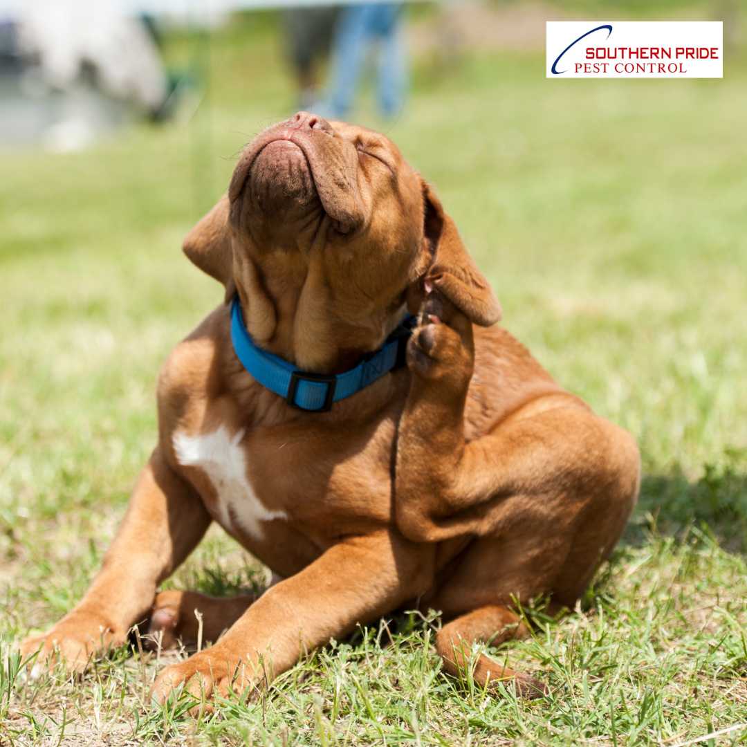 Work with us in order to wipe out fleas from your home for good! Here are some things you can do before we start our flea control service:

👉Sweep and vacuum your home before the treatment.
👉Clear all items including dishes and toys, furniture, and bedding.

#fleas #fleacontrol