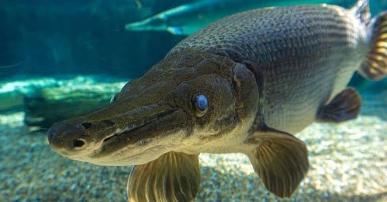 Alligator Gar

 ■ Recently, the Jammu and Kashmir Lakes Conservation and Management Authority discovered the rare fish Alligator Gar for the first time in Srinagar's Dal Lake.