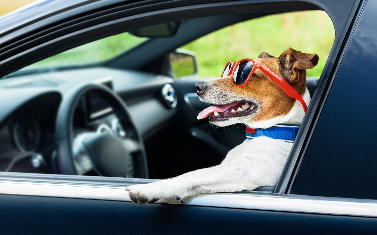 🐕‍🦺 5 Tips For A Successful Road Trip With Dogs Or Cats 🚘
roadtripontario.ca/road-trip-with…

Have you considered bringing your dog on your next road trip? 

No worries. Britt is a freelance writer in the pet space, and the writer behind The Kas...