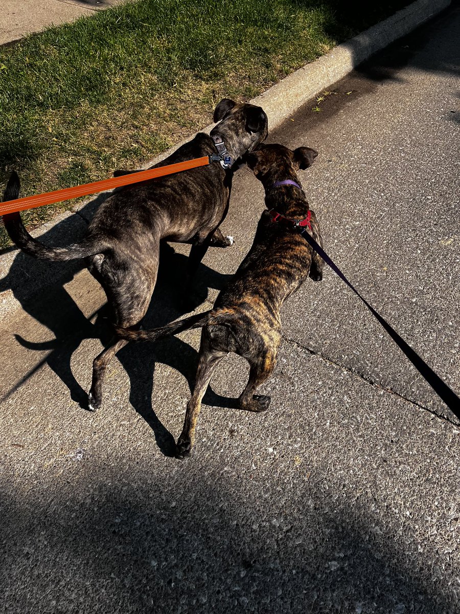 LogemanDiane's tweet photo. Early morning walks are my fave in the summer.😎Attempted with some help, to walk our newer puppy Melly who looks a lot like Rizzo together💪🏼Remembering Chewy and our easier walks.🥰#dogwalks #joy #memories https://t.co/FaIPlewx1N